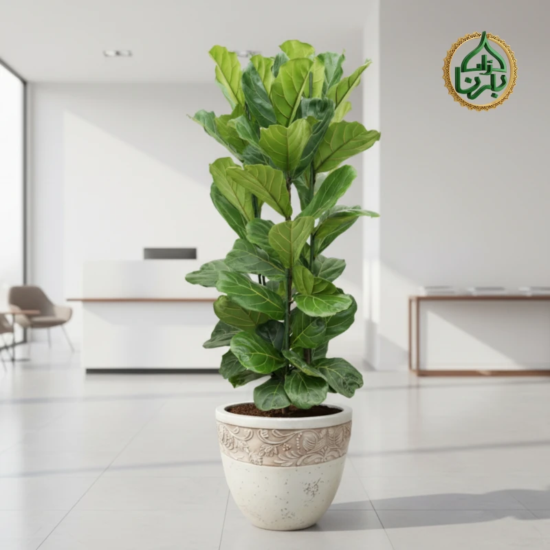 Ficus Lyrata 3PP Medium