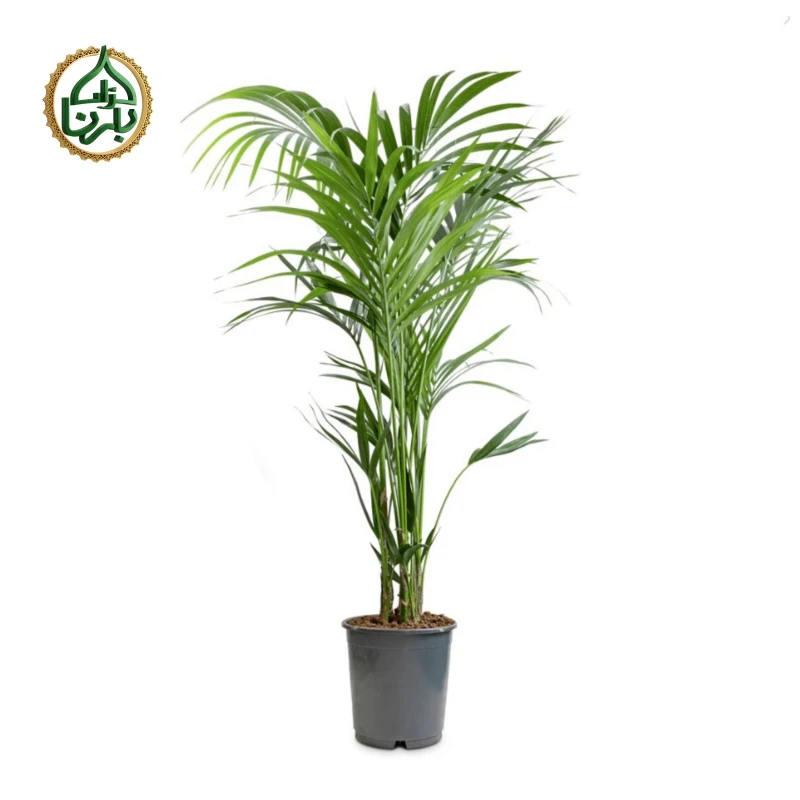 Howea Forsteriana- Kentia Palm (Small)
